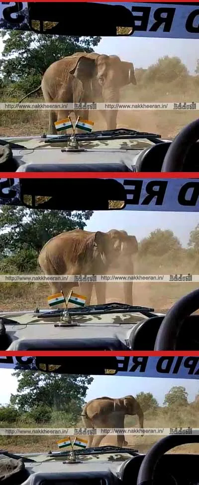 mudumalai tiger reserve - Elephant 
